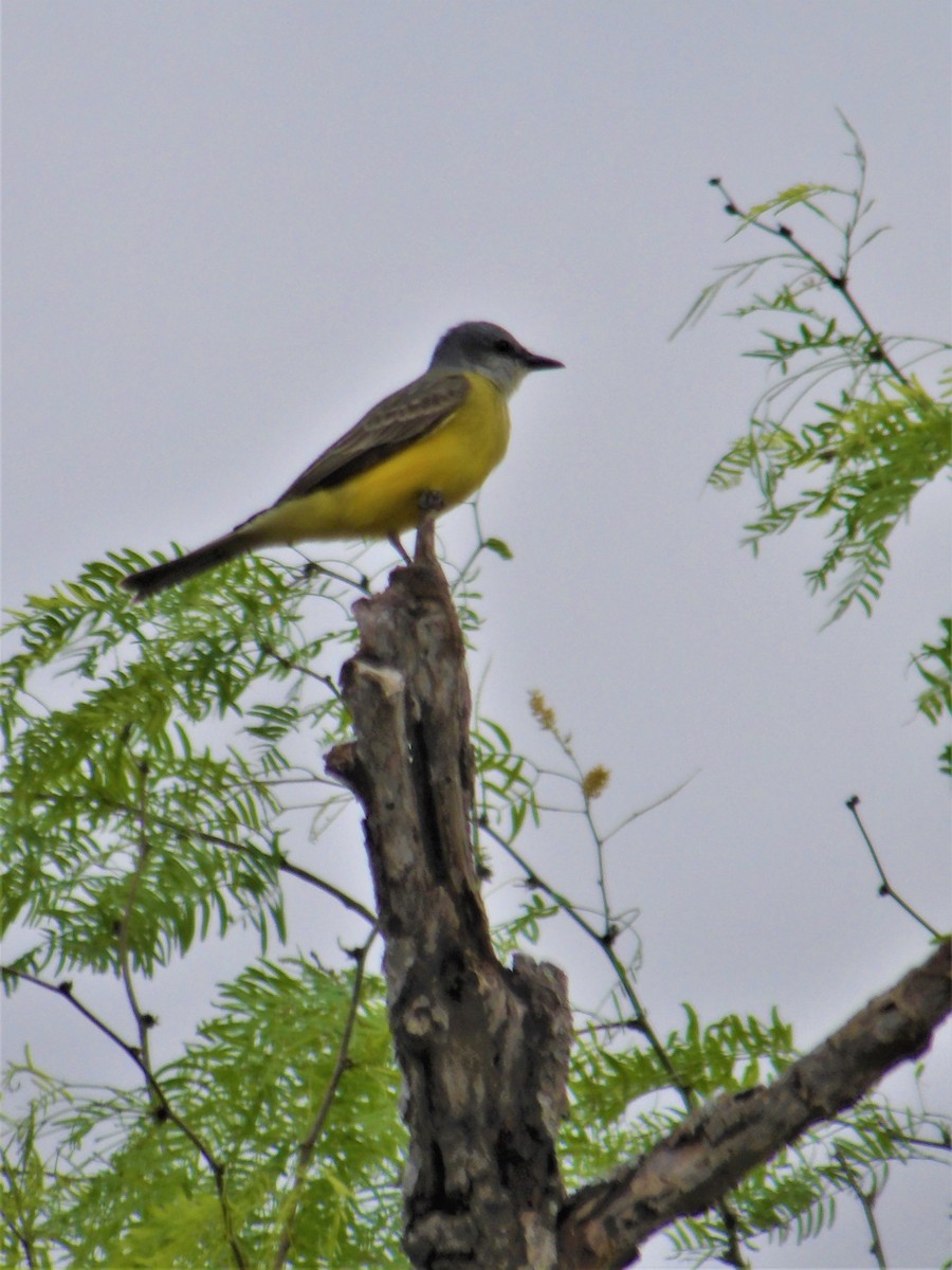 Couch's Kingbird - ML560895391