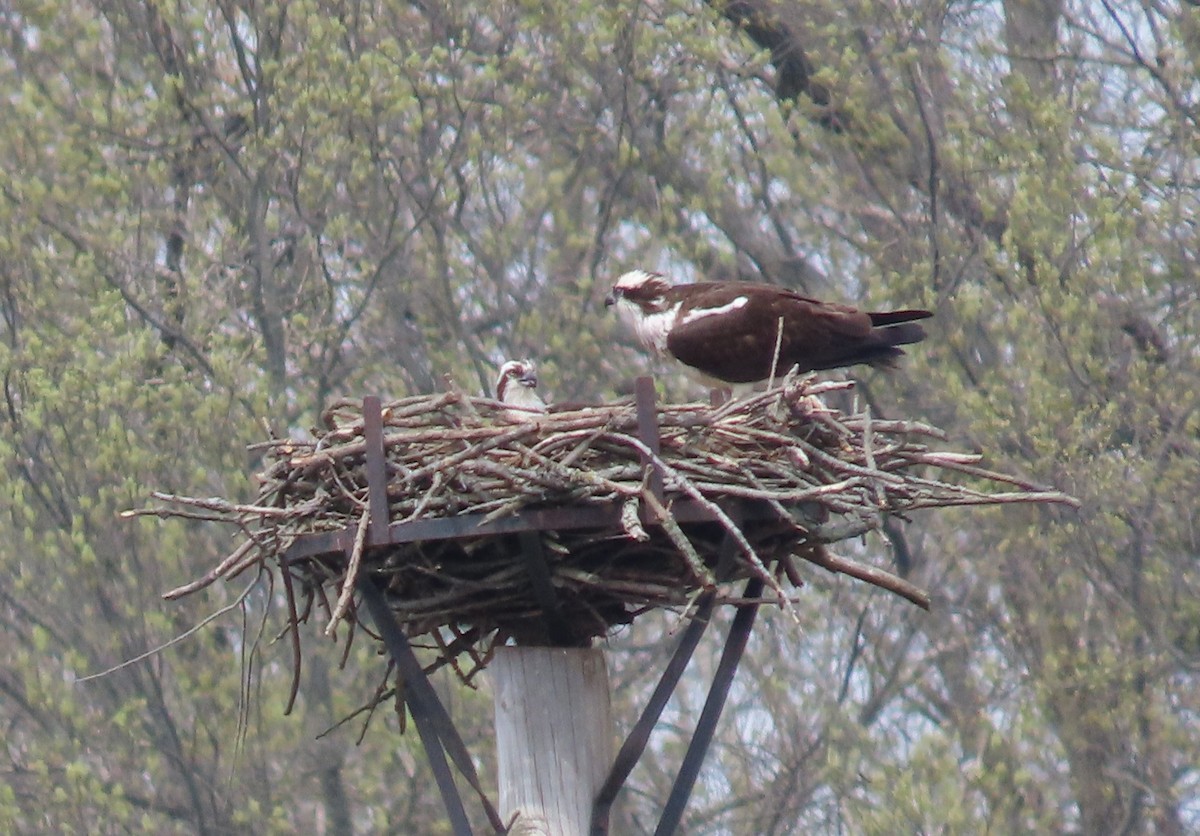 Osprey - ML560897621