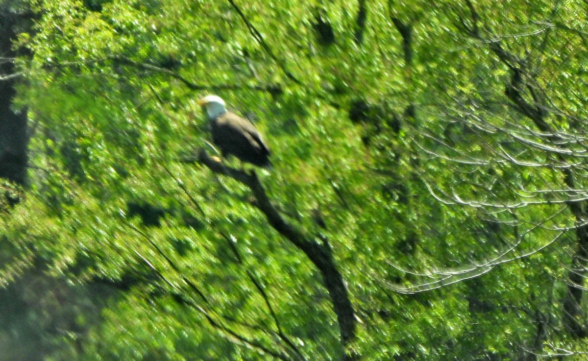 Bald Eagle - ML560897801