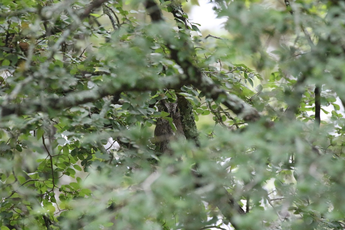 Eastern Screech-Owl - ML560898181