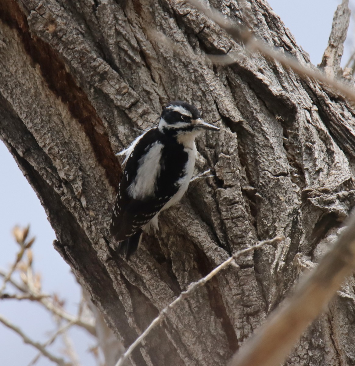 Hairy Woodpecker - Tim Leppek