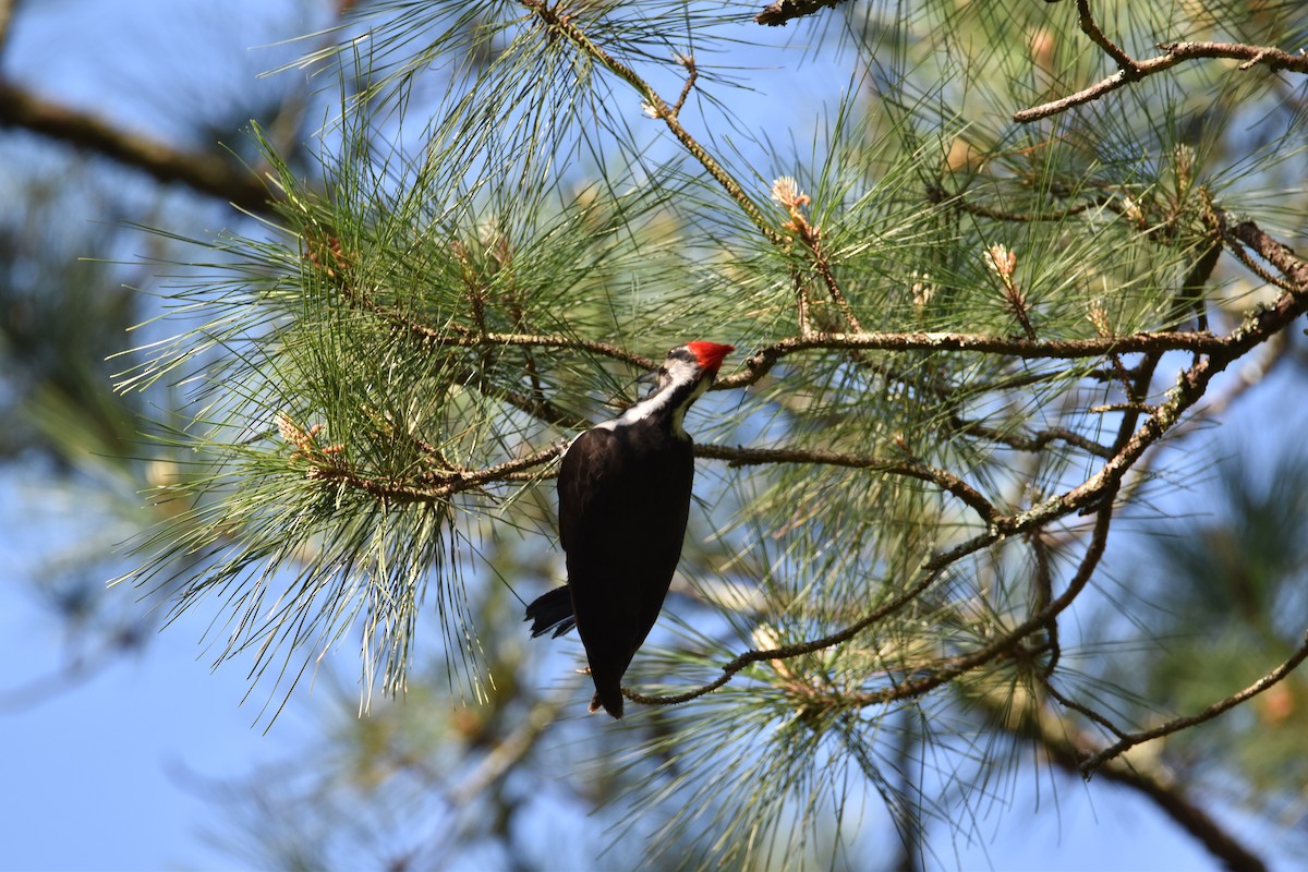 Pileated Woodpecker - ML560898771