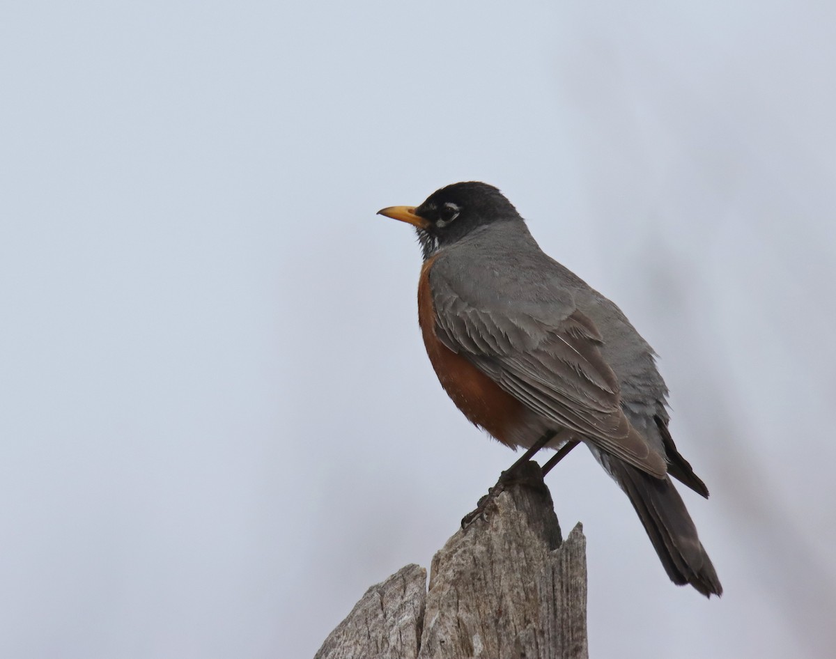 American Robin - ML560898941