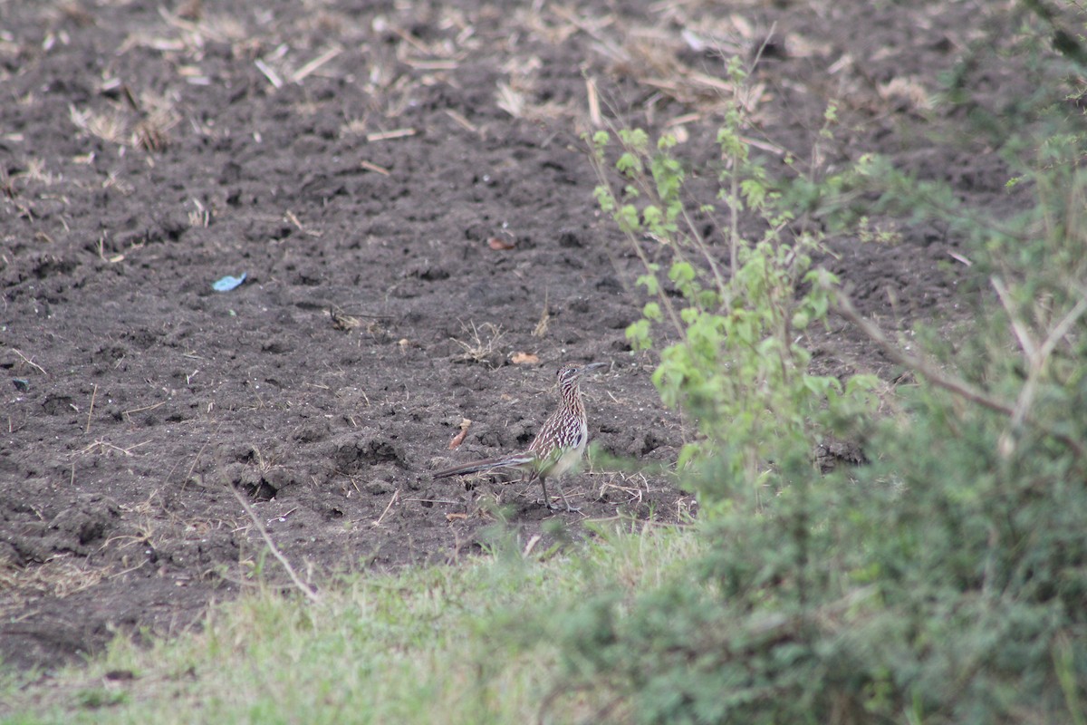 Greater Roadrunner - ML560899041