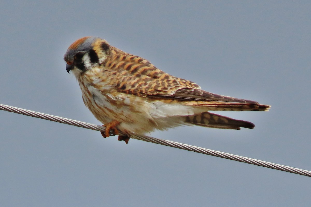 American Kestrel - Craig Johnson