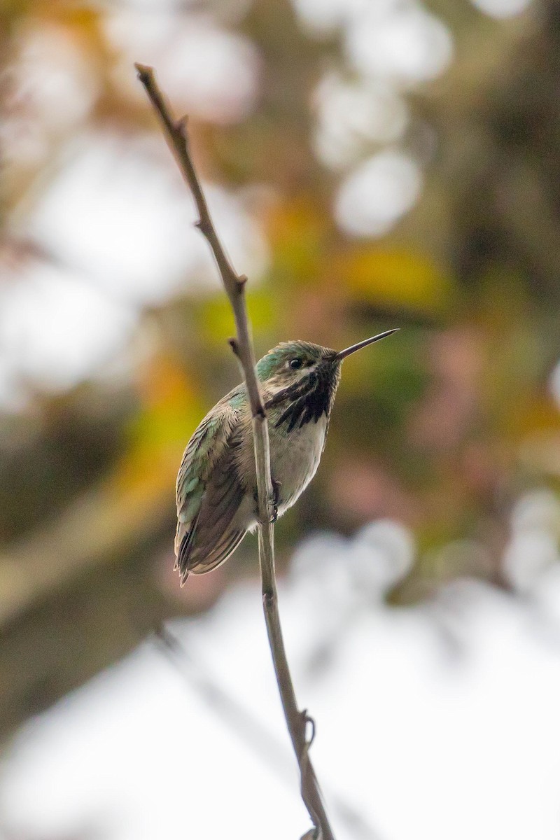 Calliope Hummingbird - ML560900491