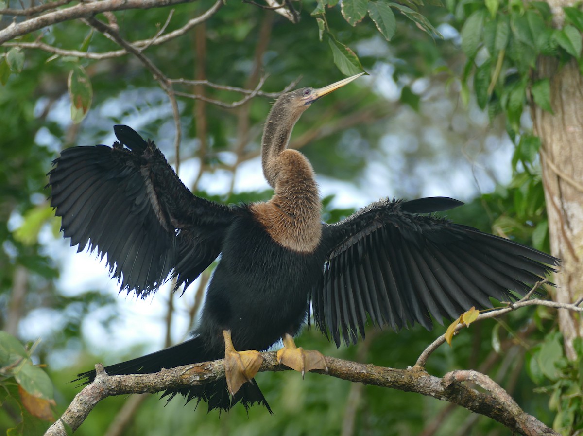 Anhinga - Chris Payne