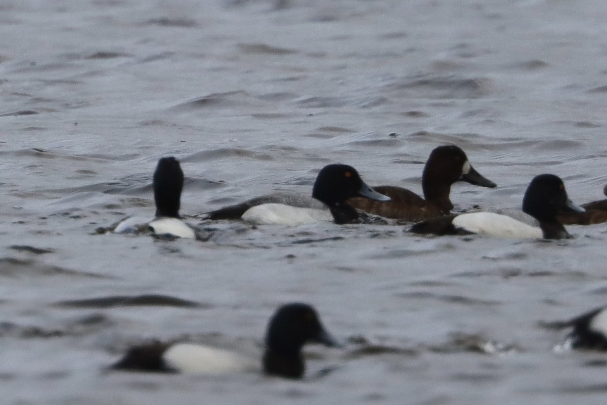 Greater Scaup - ML560902701