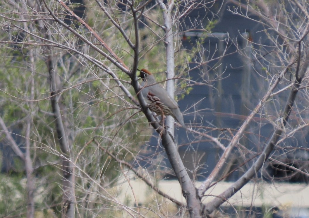 Gambel's Quail - ML560903281