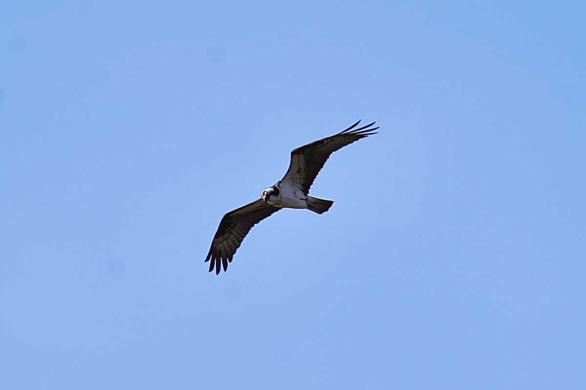 Osprey - ML560903711