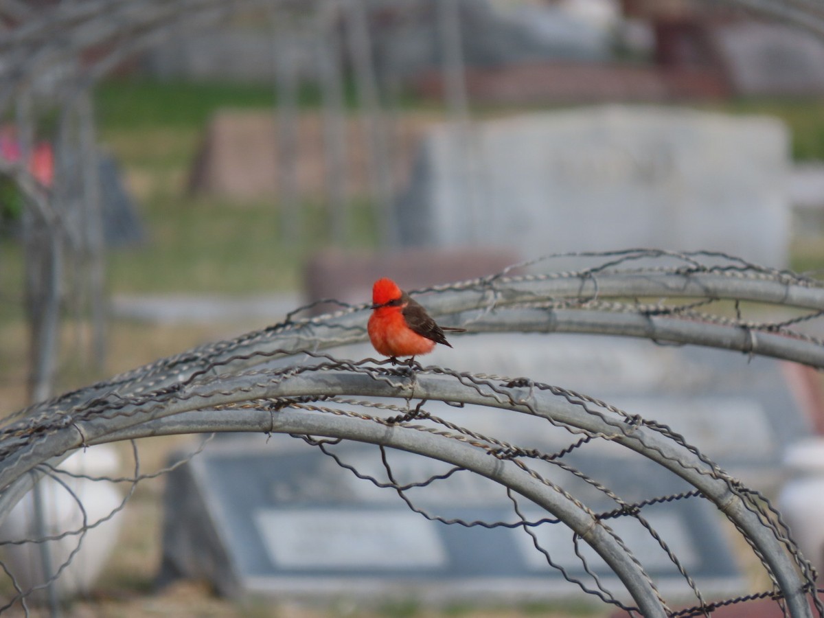 Vermilion Flycatcher - ML560904381