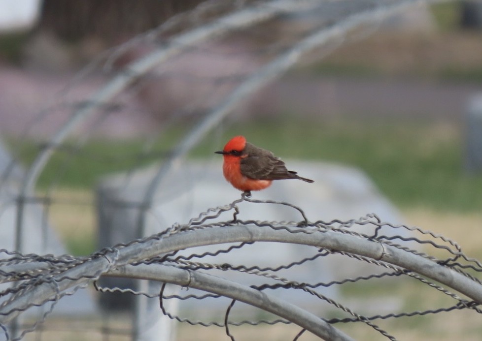 Vermilion Flycatcher - ML560904391
