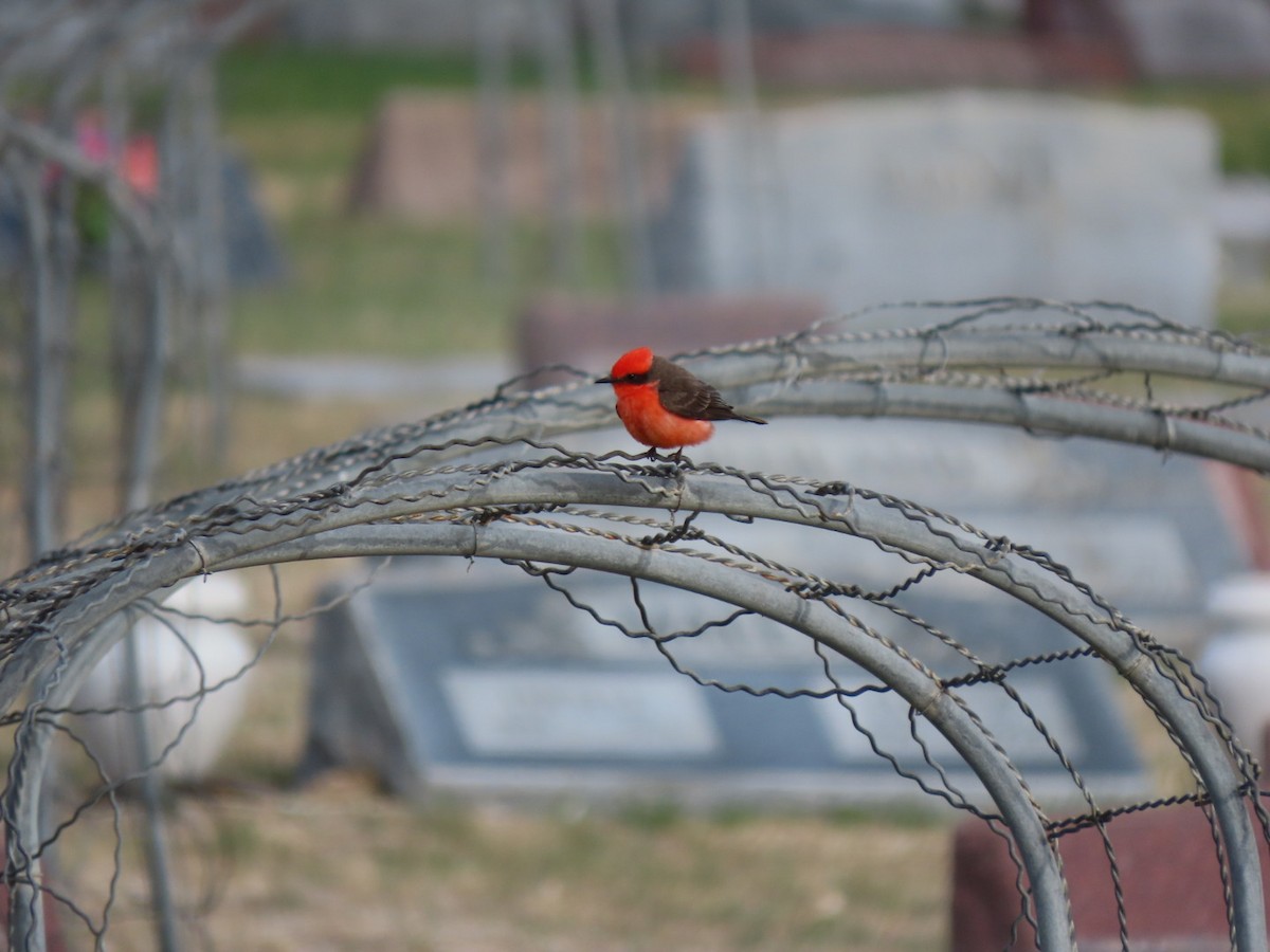 Vermilion Flycatcher - ML560904401