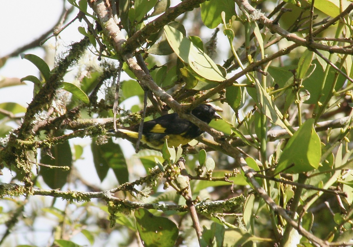 Yellow-bellied Siskin - Eric DeFonso 🦑