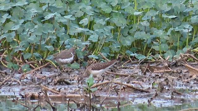 Spotted Sandpiper - ML560904871