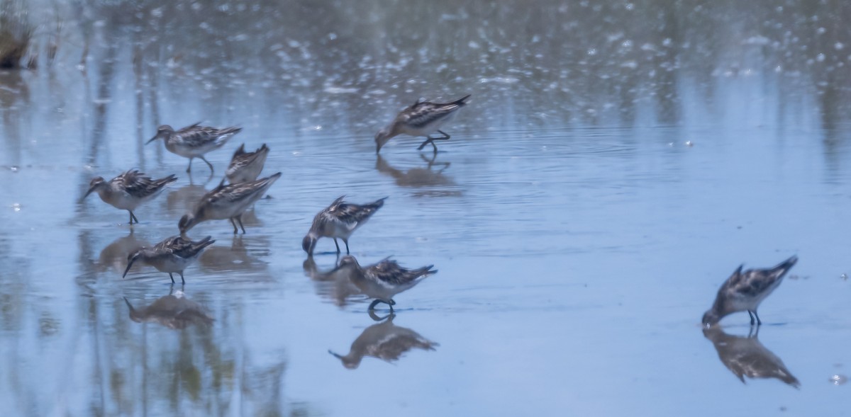 Sharp-tailed Sandpiper - ML560905271