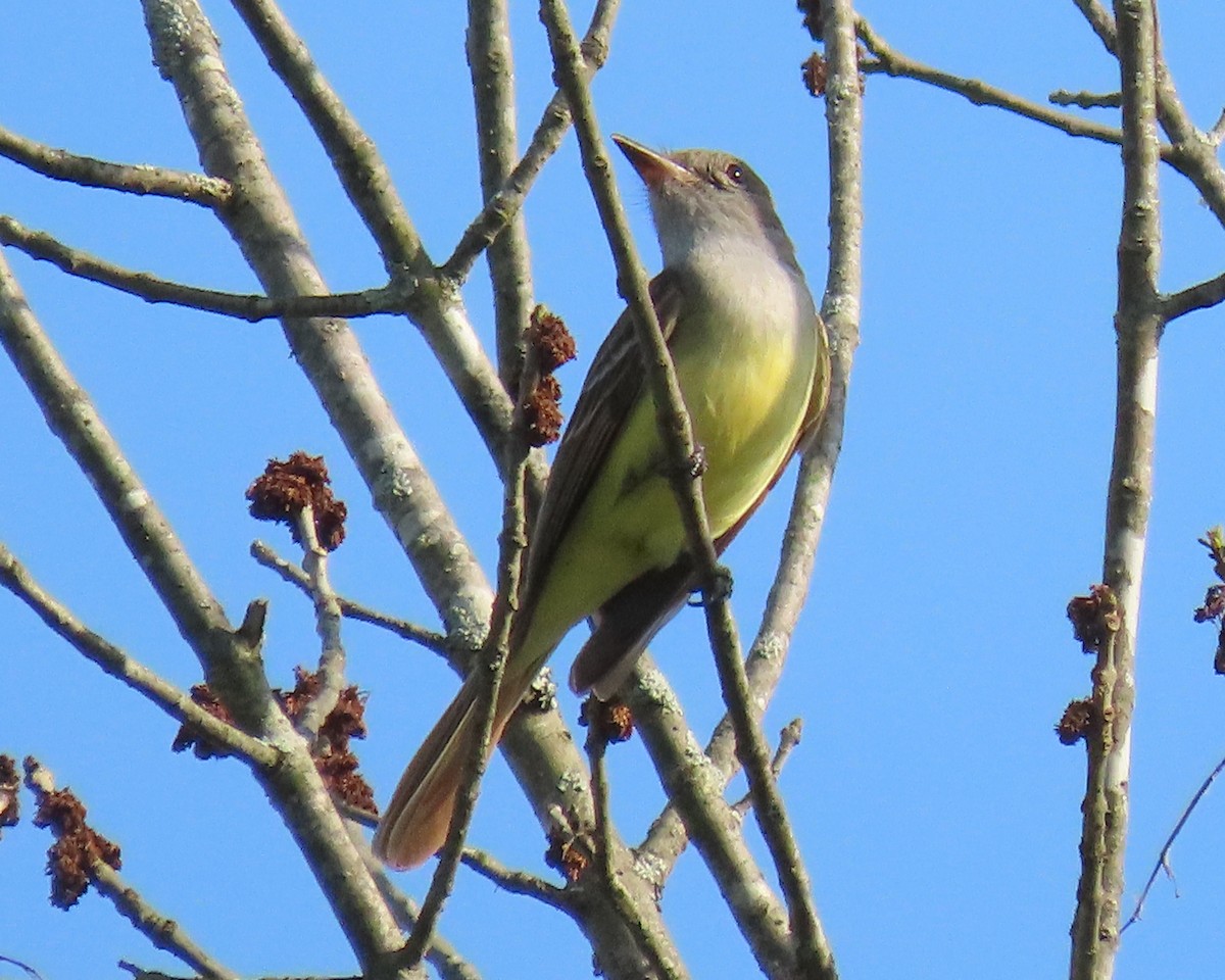 Great Crested Flycatcher - ML560905531