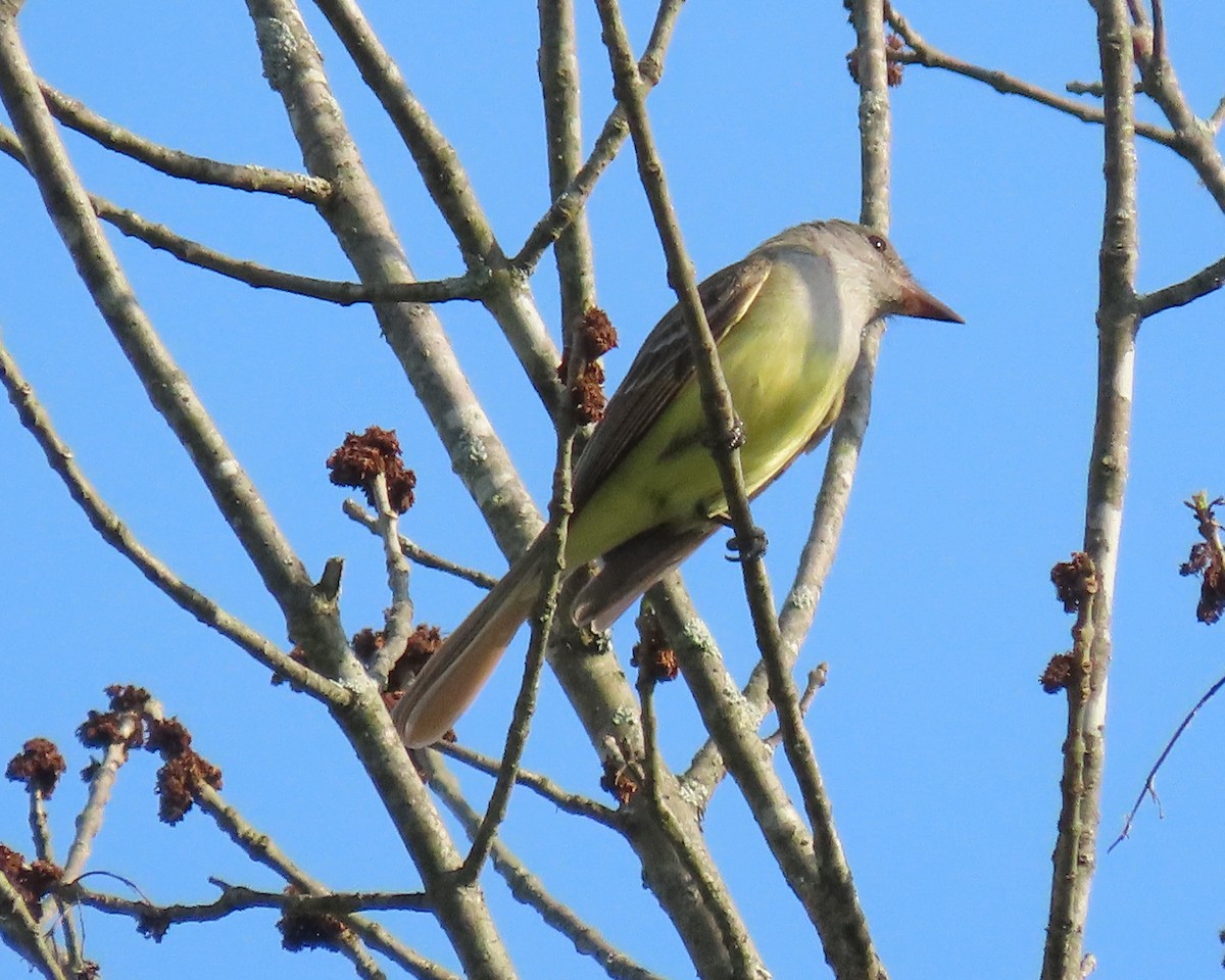 Great Crested Flycatcher - ML560905541