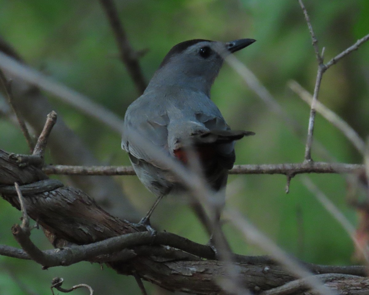 Gray Catbird - ML560905681