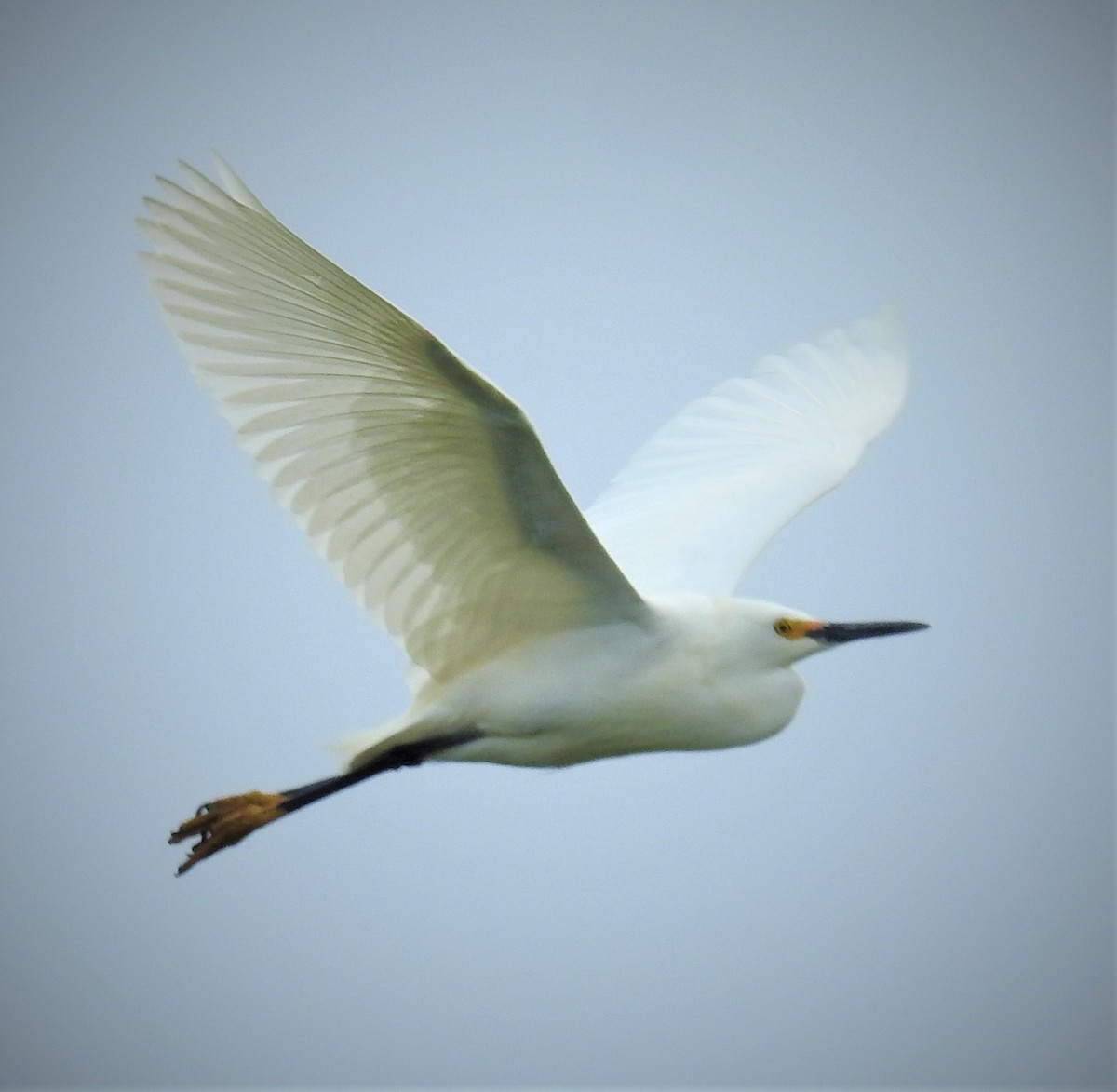 Snowy Egret - ML560907451