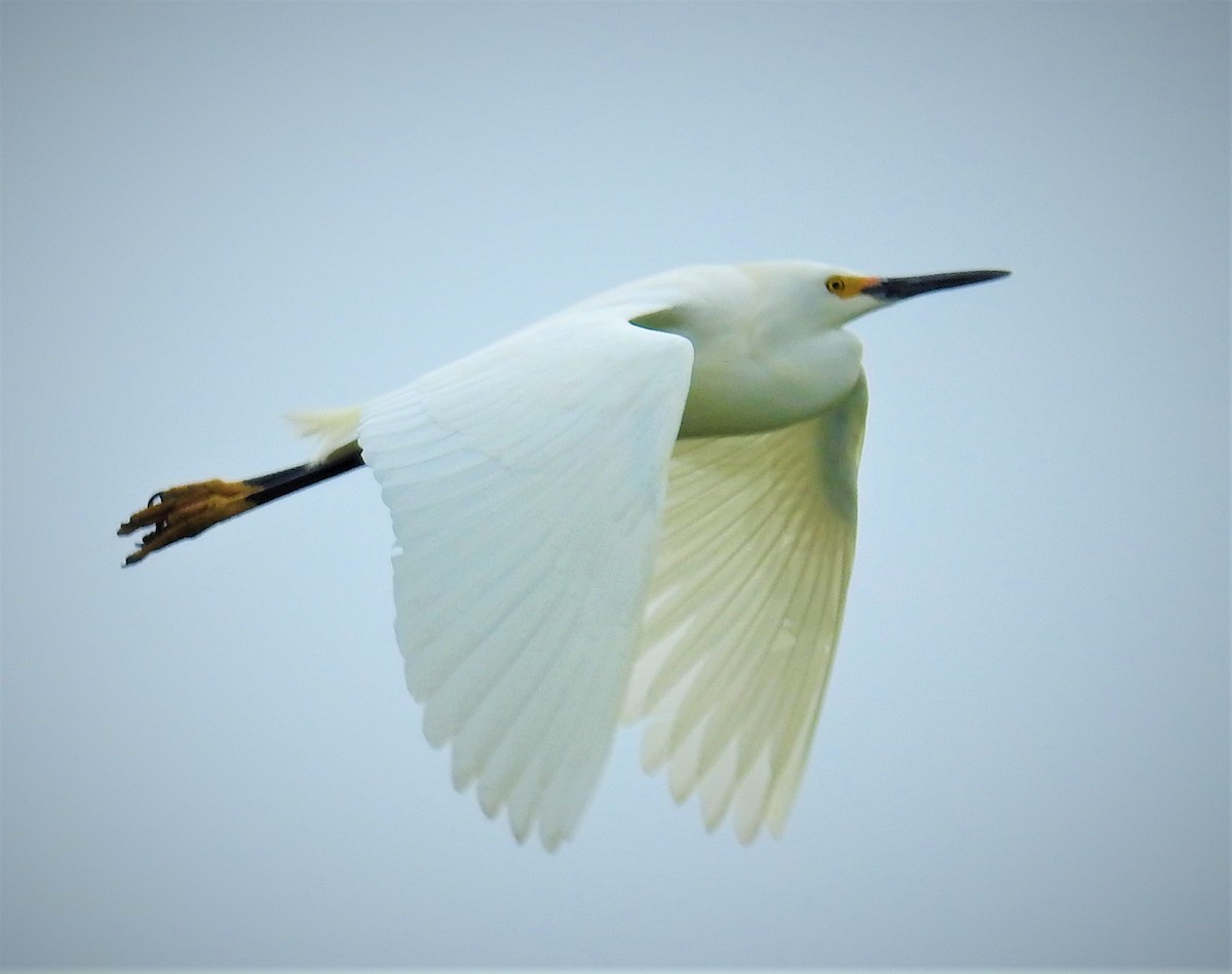 Snowy Egret - ML560907491