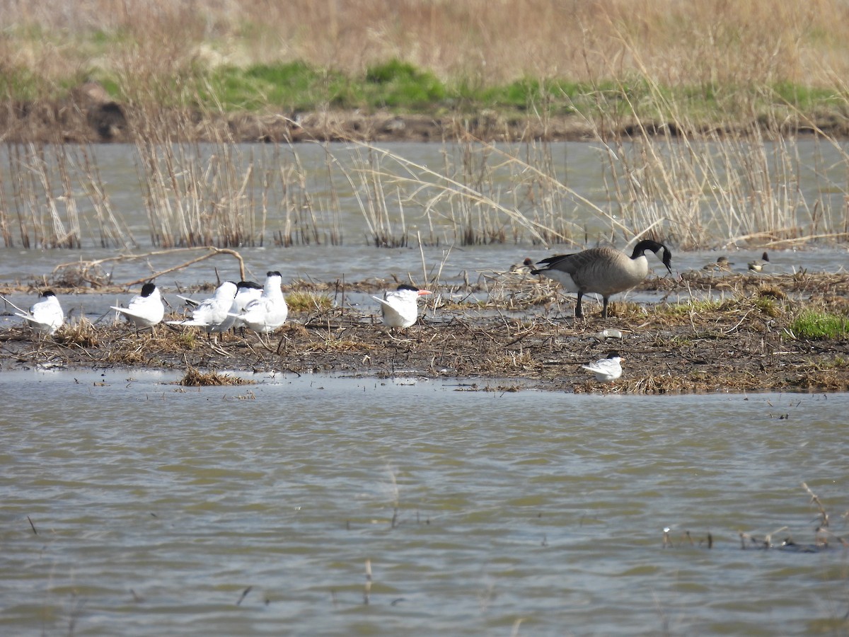 Forster's Tern - ML560907961