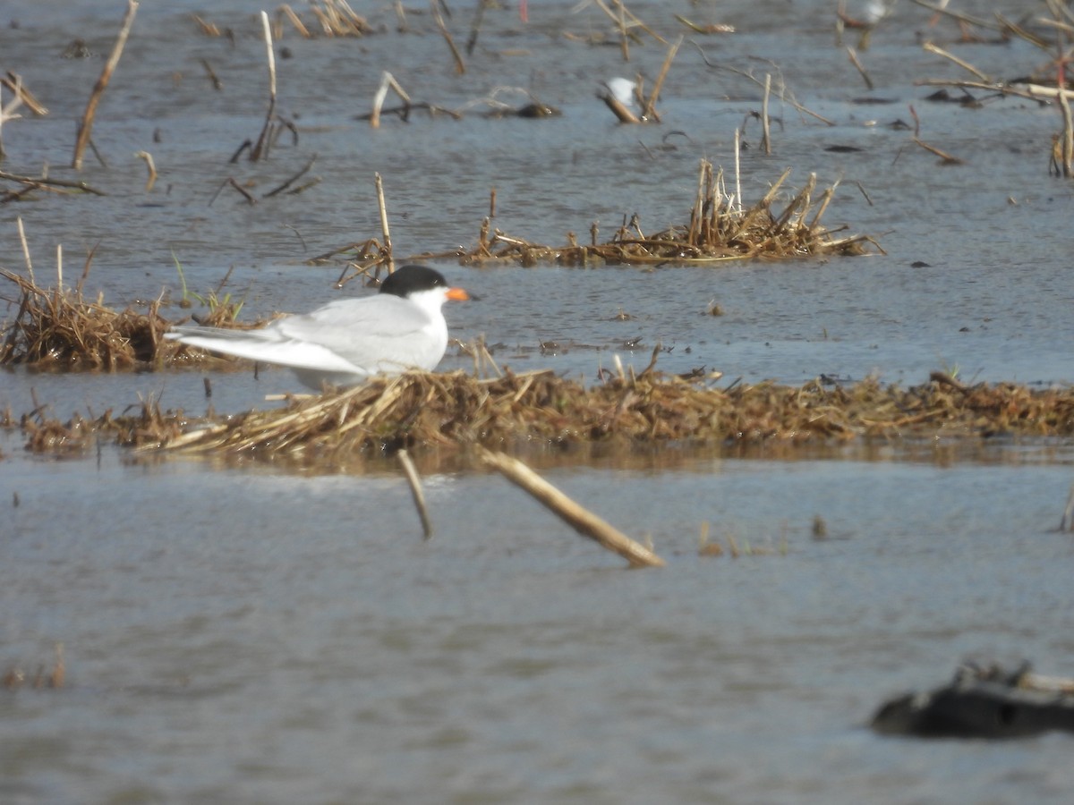 Forster's Tern - ML560908291