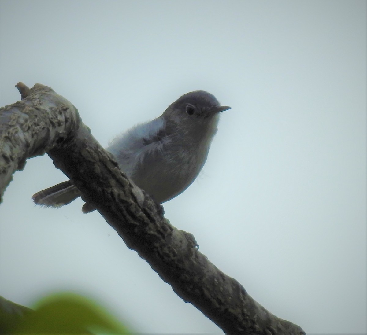 Blue-gray Gnatcatcher - ML560908721