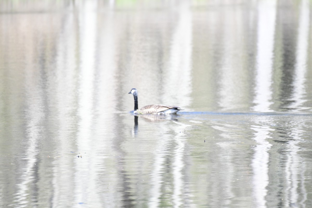 Canada Goose - ML560909071