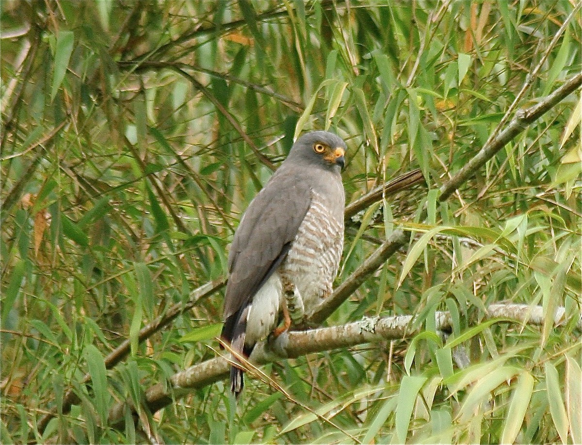 Roadside Hawk - Eric DeFonso 🦑