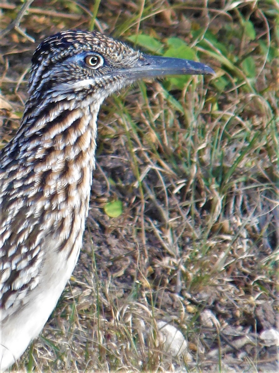 Greater Roadrunner - ML560909671