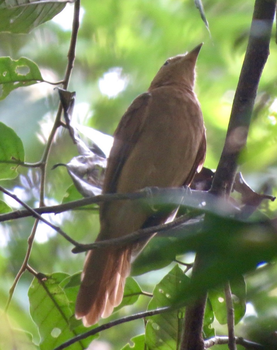 Rufous Piha - ML560911091