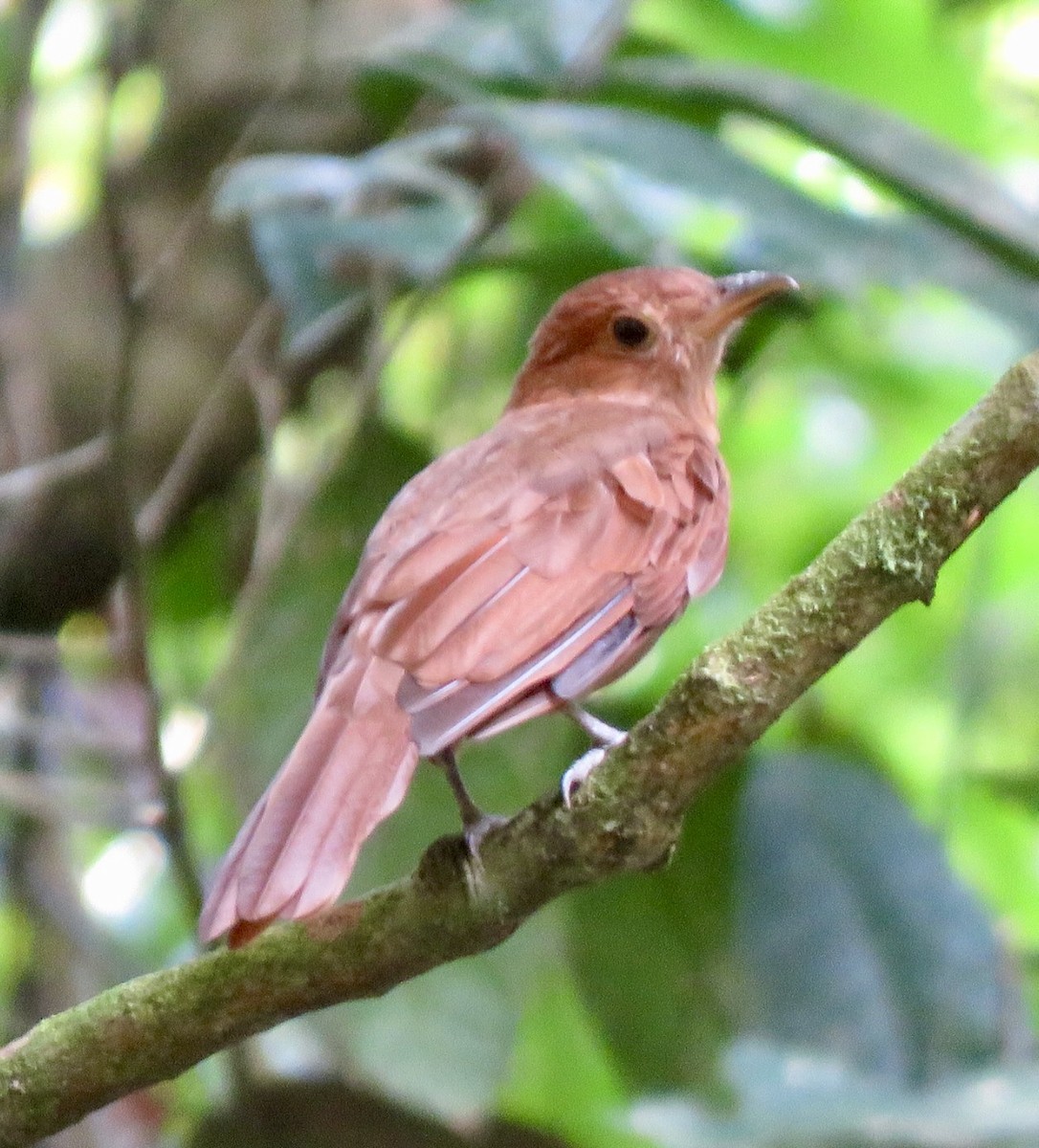 Rufous Piha - ML560911101