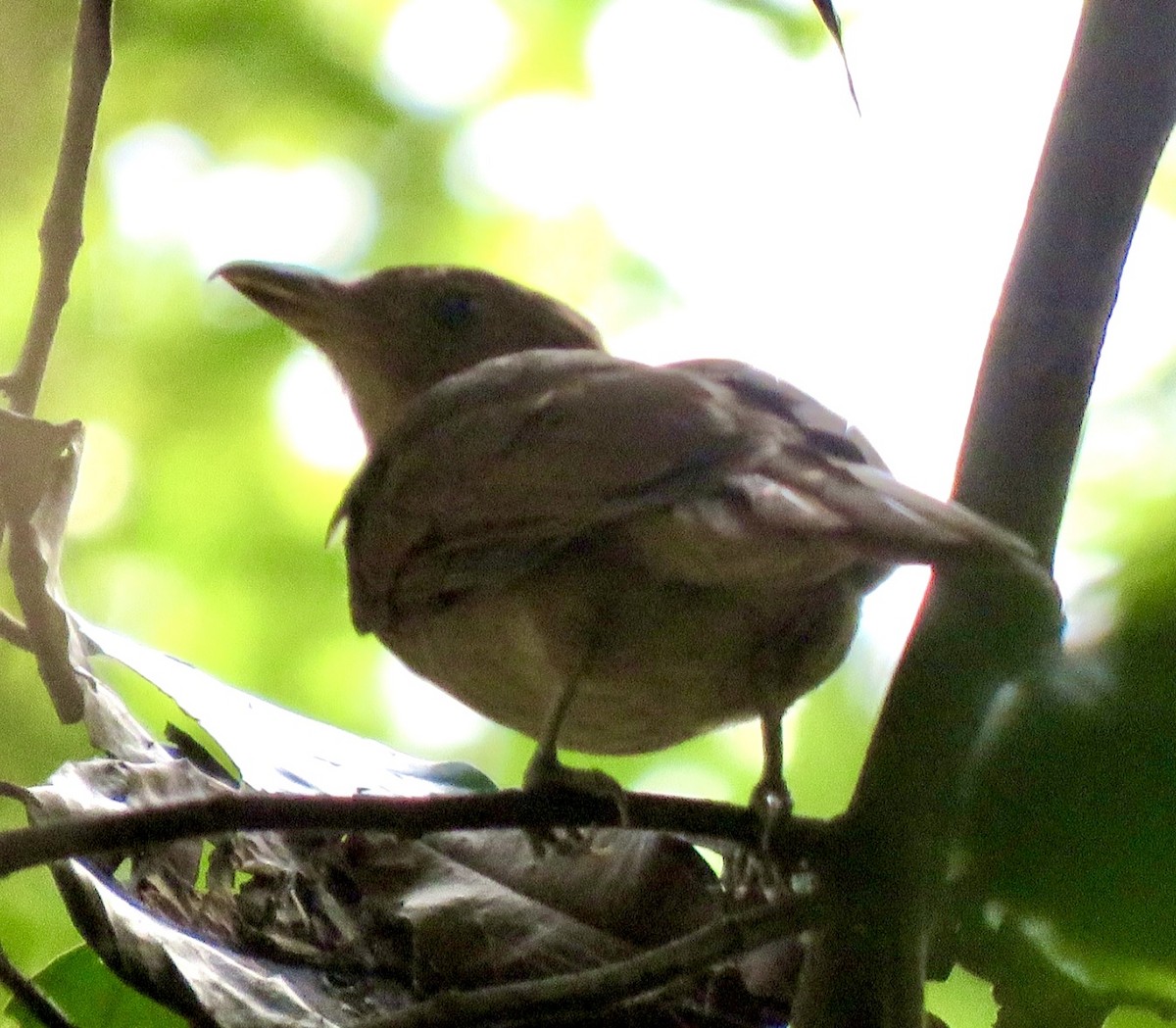 Rufous Piha - ML560911121