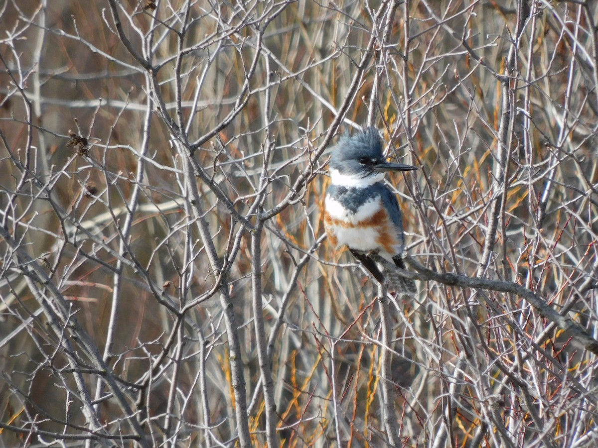 Belted Kingfisher - ML560911131