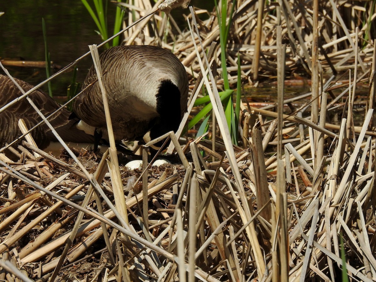 Canada Goose - ML560911611