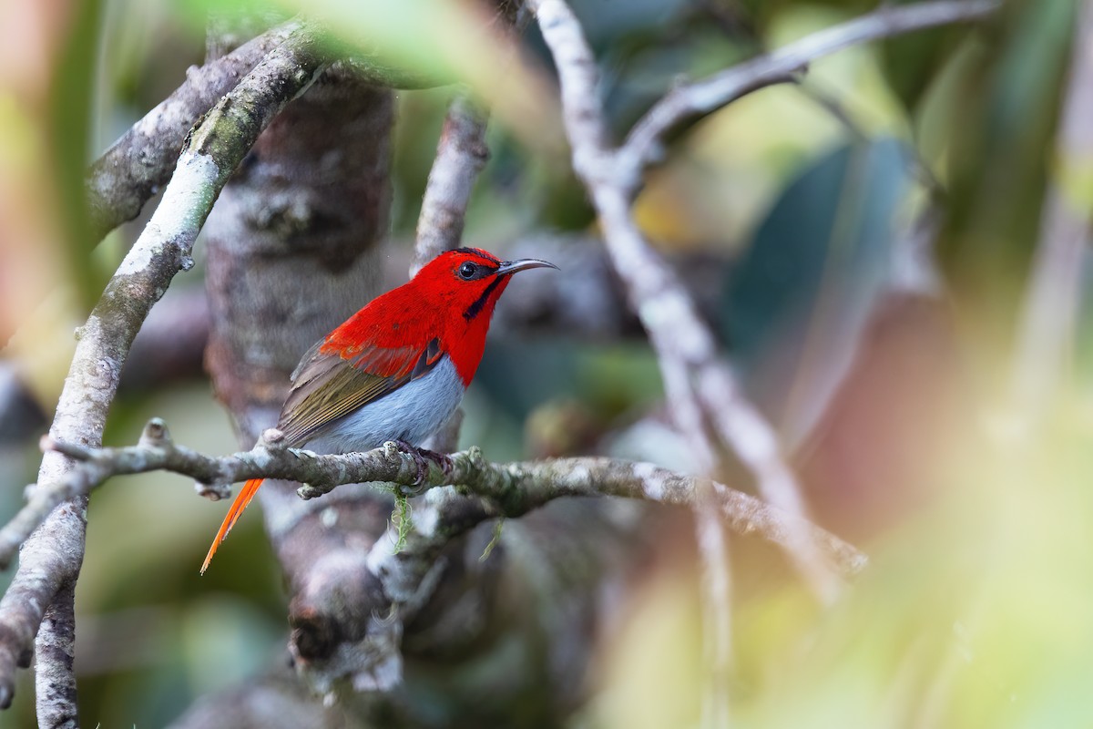 Temminck's Sunbird - ML560911921