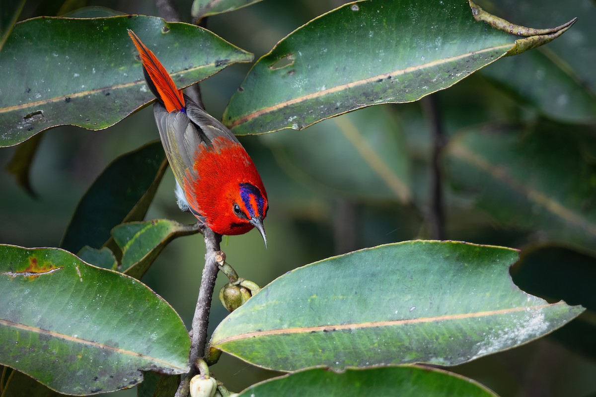 Temminck's Sunbird - ML560911991