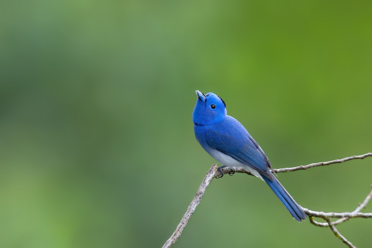 Black-naped Monarch - ML560912321