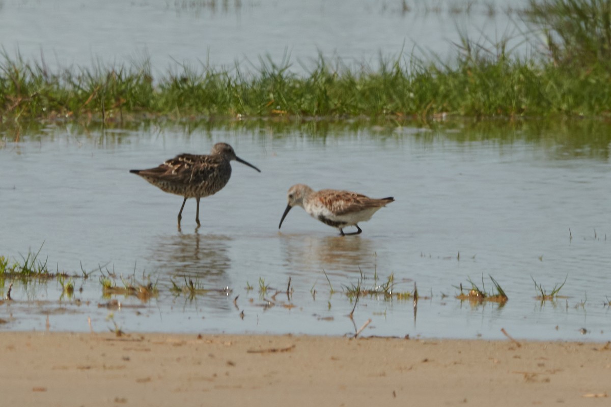 Stilt Sandpiper - ML560912421