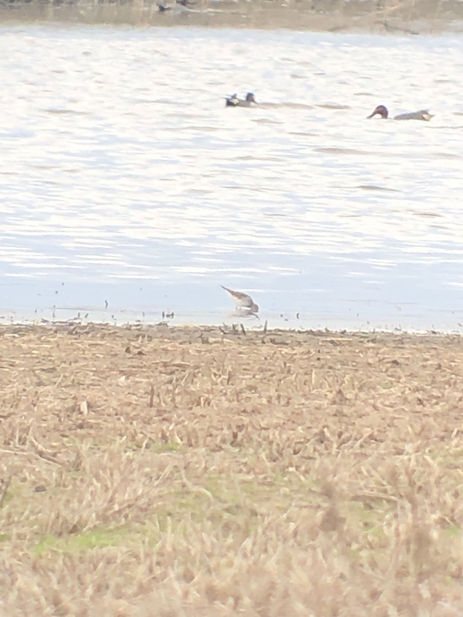 White-rumped Sandpiper - ML560915101