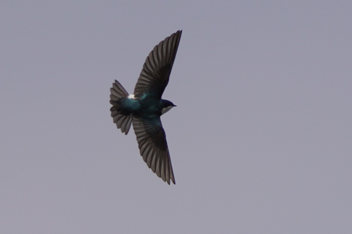 Tree Swallow - ML560915741