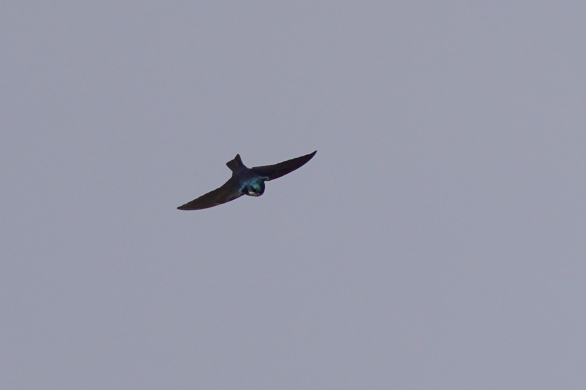 Tree Swallow - ML560915751