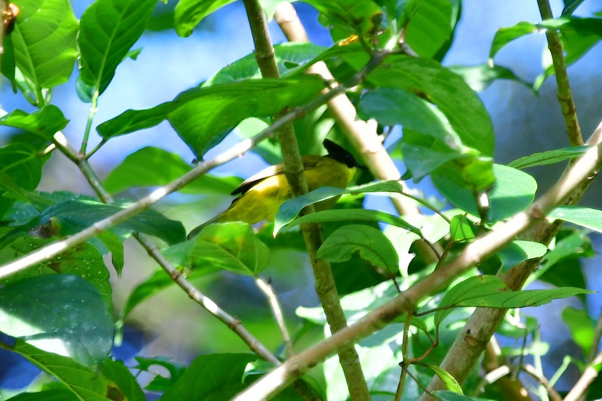 Bulbul de Bornéo - ML560915931