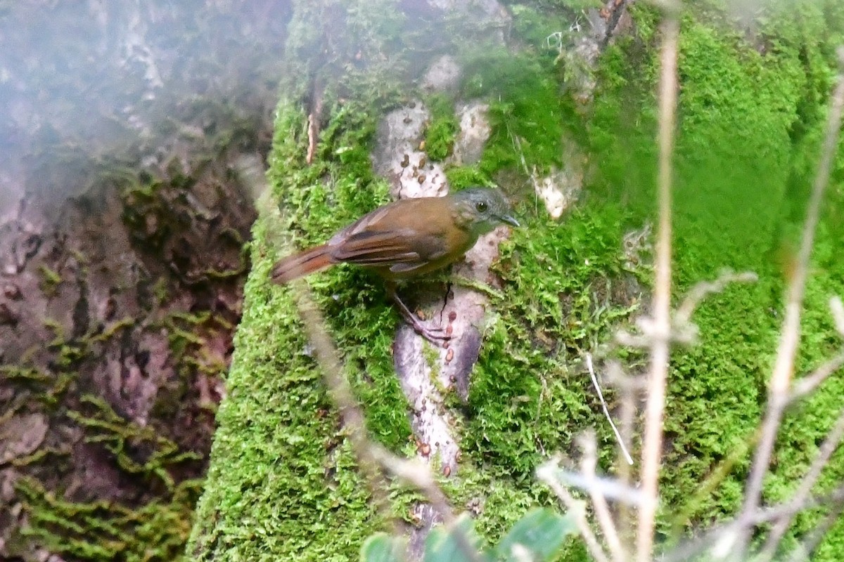 Temminck's Babbler - ML560916151