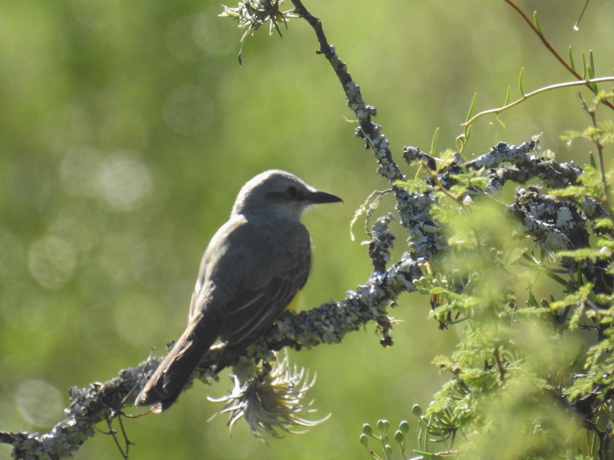 Tropical Kingbird - ML560916161