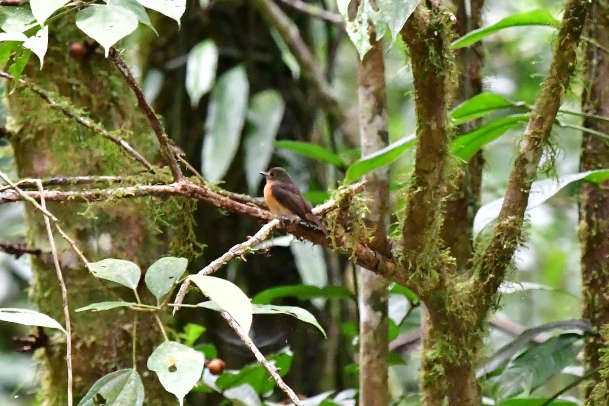 Dayak Blue Flycatcher - ML560916201