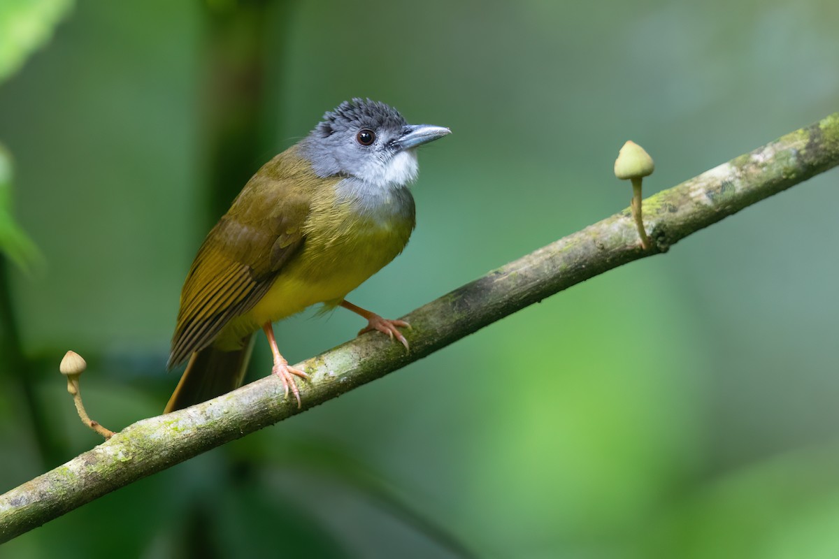 Yellow-bellied Bulbul - JJ Harrison