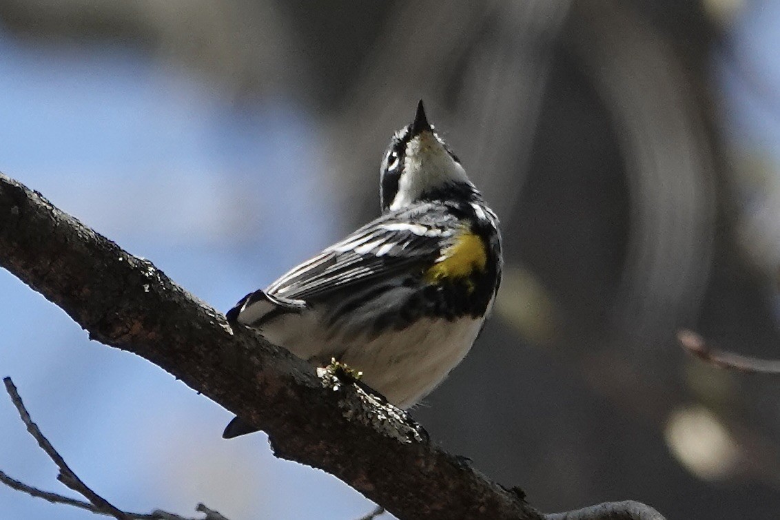 Yellow-rumped Warbler - ML560916391