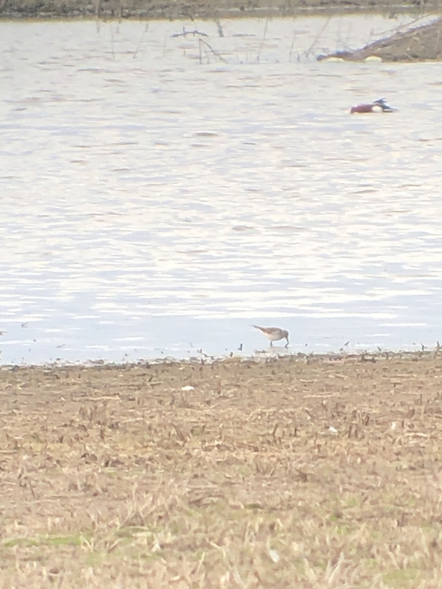 White-rumped Sandpiper - ML560916581